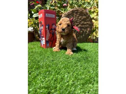 petmode köpek çifrliğinden kore maltipoo yavrular