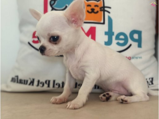 Petmode Köpek Çiftliğinden Tea Cup Chihuahua yavrularımız
