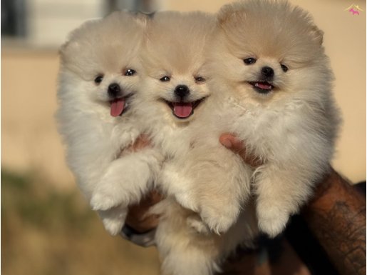 Show Kalite tedyy Anne ve Baba yanından Pomeranian Boo