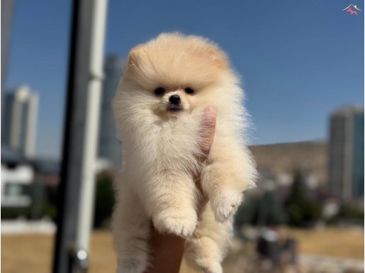 Show Kalite Teddy Pomeranian Yavrularımız