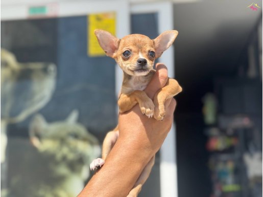 Ankaranın en elit tea cup chihuahua yavrusu