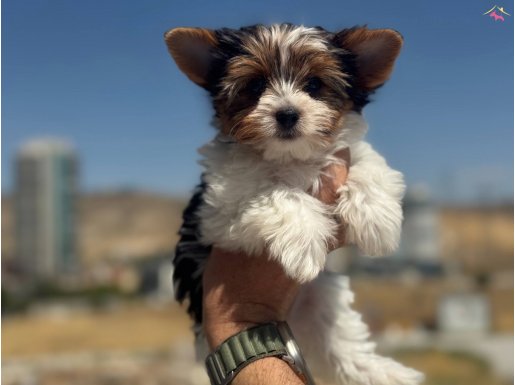Petmode köpek çiftliğinde ziyarete açık morkie yavrular
