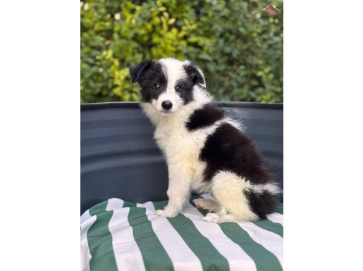 Ultra kalite Border coli yavrularımız garantili