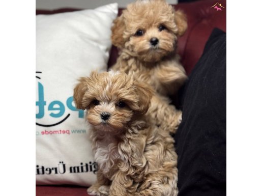 Petmode köpek çiftliğinden kore maltipoo yavrular
