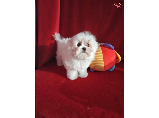 Show kalite kore kanı maltese yavrularımız ziyarete açık