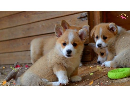 Petmode Köpek Çiftliğinde ziyarete açık welsh Corgi yavrular