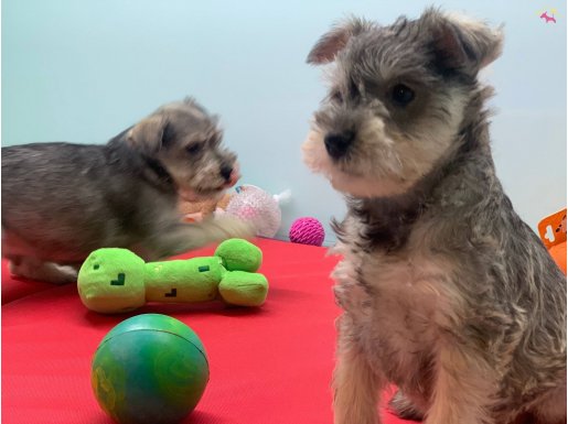 Petmode Köpek Çifrliğinden Minyatür Schnauzer Yavrular