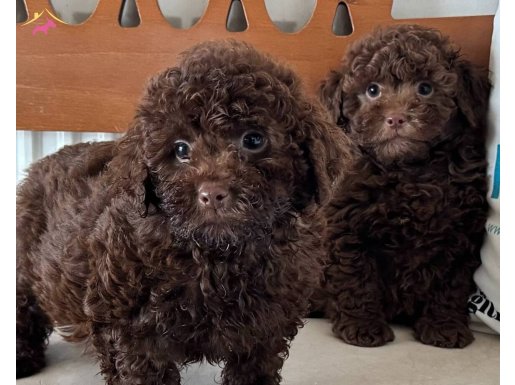 Petmode köpek çifrliğinden chocolate toy poodle