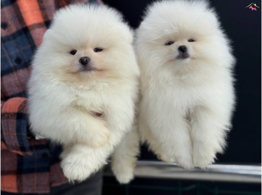 Petmode köpek çiftliğinde ziyareye açık Teddy pomeranian