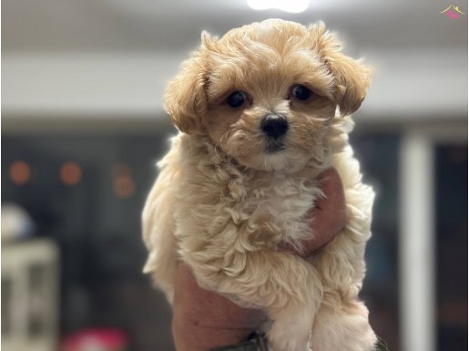 Yasal ruhsatlı çiftlikde ziyarete açık tea cup morkie