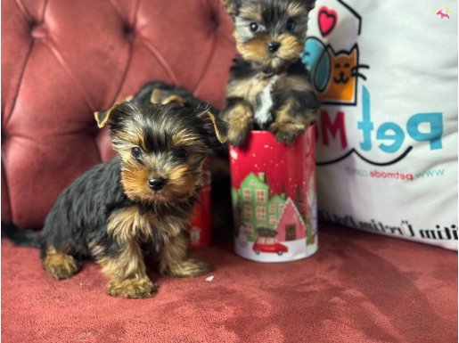 Petmode köpek çiftliğinden tea cup yorkshire terrier