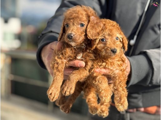 Evraklı Üretim Merkezinden Kızıl Maltipoo Yavruları