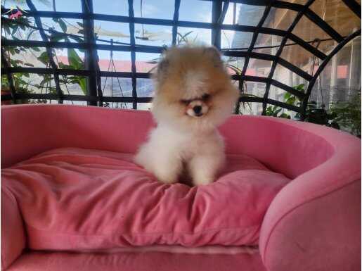 Show Kalite Tea cup Pomeranian Yavrularımız rezerveye açık
