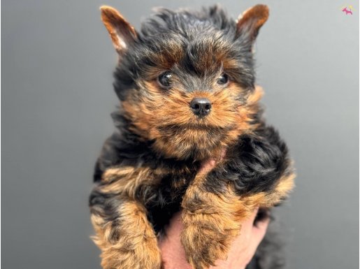 Wc Eğitimli tea cup yorkshire terrier yavrumuzu canlı görün