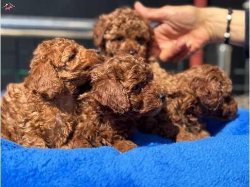 Canlı Görebileceğiniz Safkan Kızıl Toy Poodle Yavruları