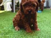 Petmode Köpek çiftliğinden Show Kalite toy poodle yavrular