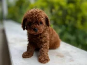 Köpek çiftliğinden redbrown toy poodle lar