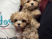 Köpek çiftliğinden kore maltipoo yavrular