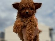 Show Kalite Mikro Poodle