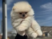 Ayı Surat Teddy Face Pomeranian Yavruları