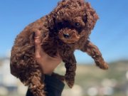 Darkbrown Karamel Tonlu Kore Toy Poodle Yavruları