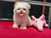 Ankarada Yasal Ruhsatlı Çiftlikden Tea Cup Morkie Yavrumuz