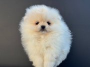 pomeranian yavrularımız