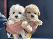 Maltipoo Yavrular
