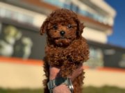 Çok özel redbrown kore toy poodle yavrularımız
