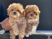 Petmode köpek çiftliğinden kore maltipoo yavrularımız