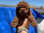 Petmode köpek çiftliğinde ziyarete açık toy poodle yavrular