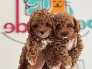 Profesyonel Ruhsatlı çiftlikden kore maltipoo yavrular