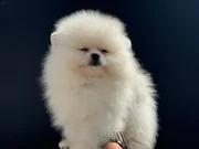 Shos kalite tea cup pomeranian yavrumuz ziyarete açık