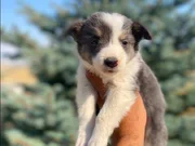Petmode köpek çiftliğinden Border Collie yavrularımız