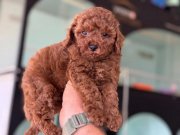 Petmode köpek çiftliğinden kore toy poodle yavrularımız