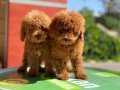 Show Kaite Kore Mini Poodle Yavrularımız