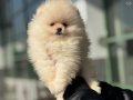 Petmode Köpek Çiftliğinde ziyarete açık pomeranian yavrular