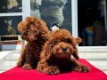 Petmode köpek çifrliğinde ziyarete açık kore toy poodle 