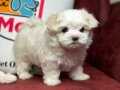 Petmode köpek çiftliğinden tea cup maltipoo yavrular