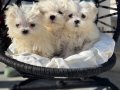 Petmode köpek çiftliğinden kore kanı tea cup maltese