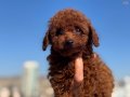 Petmode köpek çifrliğinden Tea Cup poodle Yavrularımız
