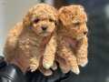 Petmode Köpek Çiftliğinden F1 Maltipoo Yavrular