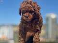Ankaranın yasal ruhsatlı çiftliği petmode den kore poodle