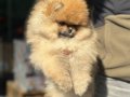 Köpek Çiftliğinden Ziyarete Açık Pomeranian Yavrular