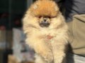 Köpek Çiftliğinden Ziyarete Açık Pomeranian Yavrular