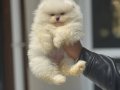 Köpek Çiftliğinden Ziyarete Açık Pomeranian Yavrular
