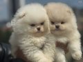 Köpek Çiftliğinden Ziyarete Açık Pomeranian Yavrular