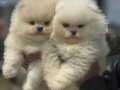 Petmode Köpek Çiftliğinden Ziyarete Açık Pomeranian Yavrular