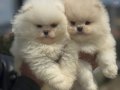 Köpek Çiftliğinden Ziyarete Açık Pomeranian Yavrular
