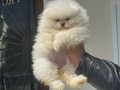 Köpek Çiftliğinden Ziyarete Açık Pomeranian Yavrular